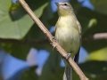 Philadelphia Vireo - South Padre Island