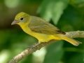 Summer Tanager - South Padre Island