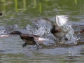 Least Grebes chased by a Pied-billed Grebe - Resaca de la Palma State Park, Brownsville