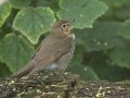 Swainson's Thrush - South Padre Island