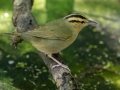 Worm-eating Warbler