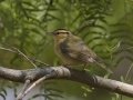 Worm-eating Warbler