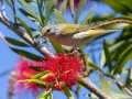 Tennessee Warbler - South Padre Island
