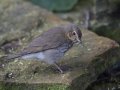 Swainson's Thrush - South Padre Island
