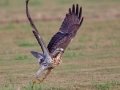 Swainson's Hawk - Superior Turf Farms / Weaver rd., Cameron, Texas, April 24, 2019