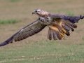 Swainson's Hawk - Superior Turf Farms / Weaver rd., Cameron, Texas, April 24, 2019
