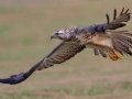 Swainson's Hawk - Superior Turf Farms / Weaver rd., Cameron, Texas, April 24, 2019