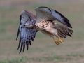 Swainson's Hawk - Superior Turf Farms / Weaver rd., Cameron, Texas, April 24, 2019