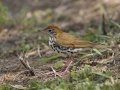 Wood Thrush