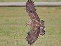 Swainson's Hawk - Superior Turf Farms / Weaver rd., Cameron, Texas, April 24, 2019