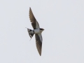 Wire-tailed Swallow - Cho Lae Paddies - Chiang Mai - Thailand, Feb 13 2024