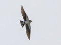 Wire-tailed Swallow - Cho Lae Paddies - Chiang Mai - Thailand, Feb 13 2024
