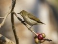 Buff-breasted Babbler - Chiang Dao Wildlife Sanctuary - Wat Tham Pha Plong - Chiang Mai - Thailand, Feb 17 2024
