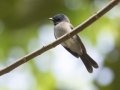Black-naped Monarch - Chiang Dao Wildlife Sanctuary - Wat Tham Pha Plong - Chiang Mai - Thailand, Feb 17 2024