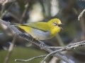 Indian White-eye - Chiang Dao Wildlife Sanctuary - Wat Tham Pha Plong - Chiang Mai - Thailand, Feb 17 2024