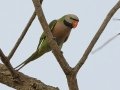 Red-breasted Parakeet - Sakaerat Biosphere Reserve--evergreen forest, Nakhon Ratchasima, Thailand - Feb 11 2024