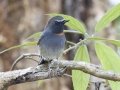 Rufous-gorgeted Flycatcher - Doi Pha Hom Pok NP - Doi Lang W Level Part - Chiang Mai - Thailand - Feb 16 2024