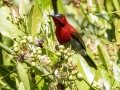 Crimson Sunbird - Kaeng Krachan NP--"tree tunnel", Phetchaburi, Thailand - Feb 8 2024