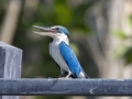 Collared Kingfisher - Hat Chao Samran - Thetsaban 4 Alley Wetlands - Phetchaburi - Thailand, Feb 6 2024