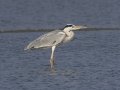 Gray Heron - Samut Maneerat Salt Pans - Samut Sakhon - Thailand, Feb 6 2024