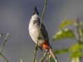 Red-whiskered Bulbul - Chiang Dao Wildlife Sanctuary - Wat Tham Pha Plong - Chiang Mai - Thailand, Feb 17 2024