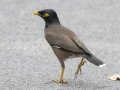 Common Myna - Rot Fai Park (Wachira Benchatat Park), Krung Thep Maha Nakhon [Bangkok], Thailand - Feb 5 2024