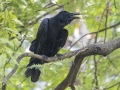 Large-billed Crow - Rot Fai Park (Wachira Benchatat Park), Krung Thep Maha Nakhon [Bangkok], Thailand - Feb 5 2024