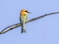 Chestnut-headed Bee-eater - Kaeng Krachan Country Club - Phetchaburi - Thailand, Feb 9 2024