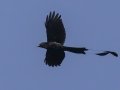 Greater Racket-tailed Drongo - Chiang Dao Wildlife Sanctuary--Wat Tham Pha Plong, Chiang Mai, Thailand - Feb 17 2024