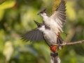 Red-whiskered Bulbul - Chiang Dao Wildlife Sanctuary - Wat Tham Pha Plong - Chiang Mai - Thailand, Feb 17 2024