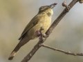Gray-eyed Bulbul - Chiang Dao Wildlife Sanctuary - Wat Tham Pha Plong - Chiang Mai - Thailand, Feb 17 2024