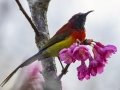 Mrs Gould's Sunbird - Doi Pha Hom Pok NP - Doi Angkhang Royal Agr Station - Chiang Mai - Thailand, Feb 15, 2024