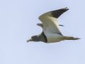 Gray-headed Lapwing - Cho Lae Paddies - Chiang Mai - Thailand, Feb 13 2024
