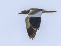 Gray-headed Lapwing - Cho Lae Paddies - Chiang Mai - Thailand, Feb 13 2024