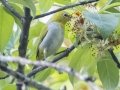 Swinhoe's White-eye - Doi Pha Hom Pok NP - KM 21 trail on Doi Angkhang - Chiang Mai - Thailand, Feb 15, 2024