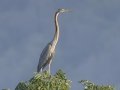 Purple Heron - Kaeng Krachan Country Club - Phetchaburi - Thailand, Feb 9 2024