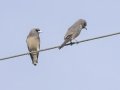 Ashy Woodswallow - Wat Ban Den - Ban Den Temple - Chaing Mai - Thailand, Feb 13, 2024