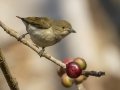 Buff-breasted Babbler - Chiang Dao Wildlife Sanctuary - Wat Tham Pha Plong - Chiang Mai - Thailand, Feb 17 2024