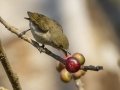 Buff-breasted Babbler - Chiang Dao Wildlife Sanctuary - Wat Tham Pha Plong - Chiang Mai - Thailand, Feb 17 2024