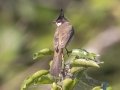 Red-whiskered Bulbul - Chiang Dao Wildlife Sanctuary - Wat Tham Pha Plong - Chiang Mai - Thailand, Feb 17