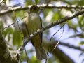 Ochraceous Bulbul - Kaeng Krachan NP - KM 22 Vicinity - Phetchaburi - Thailand, Feb 7 2024
