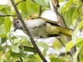 Mountain Bulbul - Doi Pha Hom Pok NP - Doi Angkhang Royal Agr Station - Chiang Mai - Thailand, Feb 15, 2024