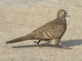 Zebra Dove - Rot Fai Park (Wachira Benchatat Park), Krung Thep Maha Nakhon [Bangkok], Thailand - Feb 5 2024