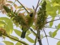 Blue-winged Leafbird - Khao Yai NP - Chao Mae Khao Khieo Shrine - Nakhon Nayok - Thailand, Feb 11 2024