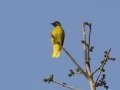 Black-headed Bulbul - Chiang Dao Wildlife Sanctuary - Wat Tham Pha Plong - Chiang Mai - Thailand, Feb 17 2024