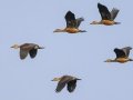 Lesser Whistling Ducks - Kaeng Krachan Country Club - Phetchaburi - Thailand, Feb 9 2024
