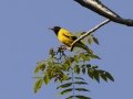 Black-hooded Oriole - Chiang Dao Wildlife Sanctuary - Wat Tham Pha Plong - Chiang Mai - Thailand, Feb 17 2024