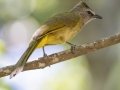 Flavescent Bulbul - Kaeng Krachan NP - KM 22 Vicinity - Phetchaburi - Thailand, Feb 7 2024