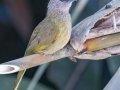 Flavescent Bulbul - Kaeng Krachan NP - KM 22 Vicinity - Phetchaburi - Thailand, Feb 7 2024