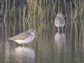 Common Redshank - Hat Chao Samran - Thetsaban 4 Alley Wetlands - Phetchaburi - Thailand, Feb 6 2024